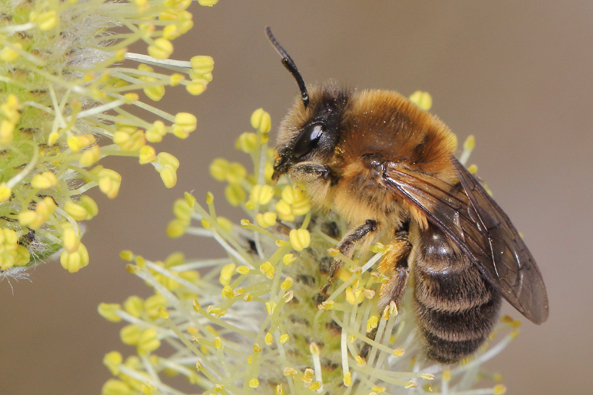 Bevorzugen den Pollen der Weidenblüten