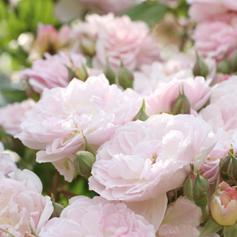 ‘Romantic Siluetta’ Kletterrose