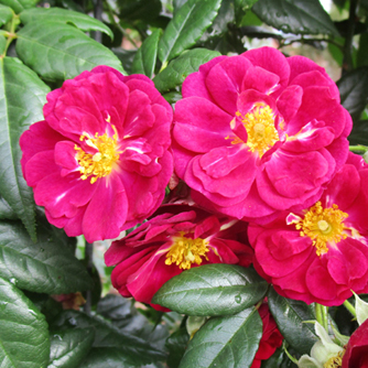 ‘Purple Siluetta’ Kletterrose