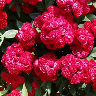 ‘Perennial Domino’ Kletterrose