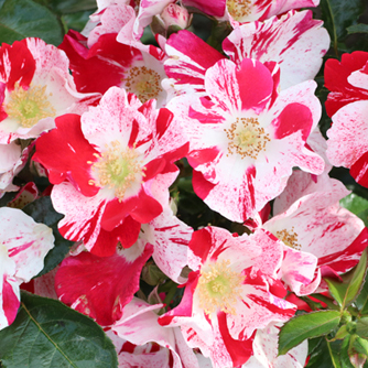 ‘Simsalabim’ Kleinstrauchrose