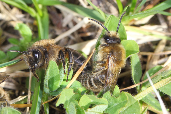 Wildbiene des Jahres