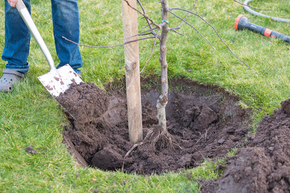 Obstbaum-Pflanzzeit