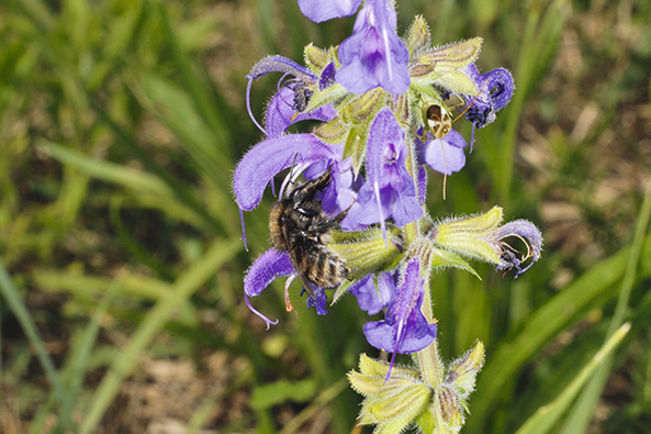 Blütenökologie - Wie Blüten um Bestäuber werben