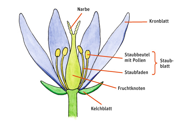 Grundaufbau einer Blüte