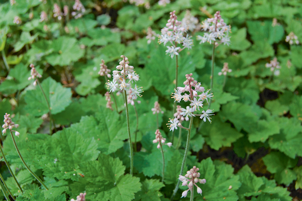 Schaumblüte