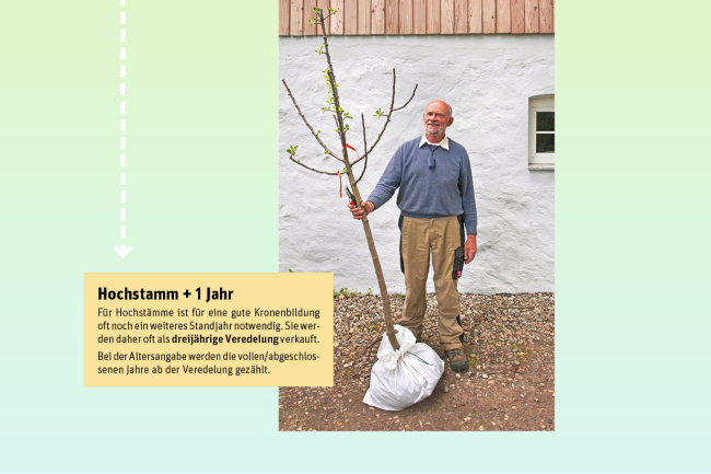 So entsteht ein Apfelbaum - 4. Jahr