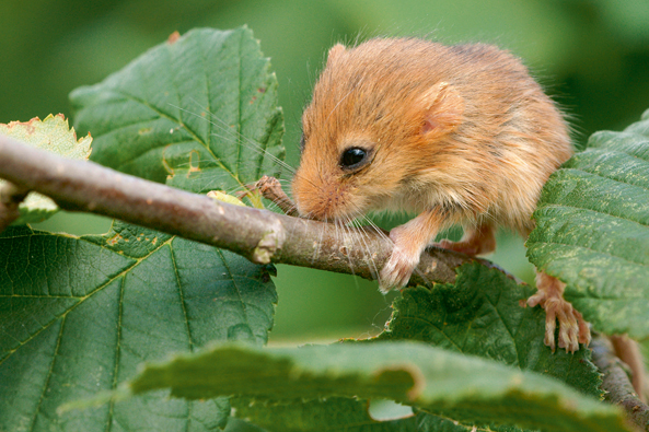 Haselmaus