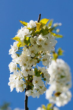 Kirschblüte zu Weihnachten