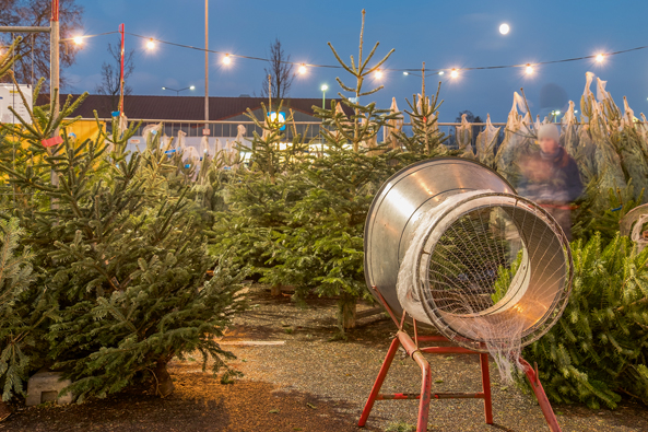 Preissteigerungen bei Weihnachtsbäumen