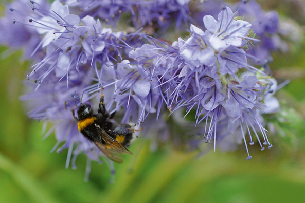 Ursachen für Insektensterben