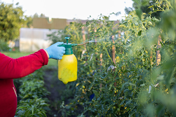 Sonnenblumenöl an Tomaten einsetzen