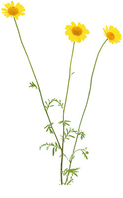 Färber-Hundskamille Anthemis tincto­ria
