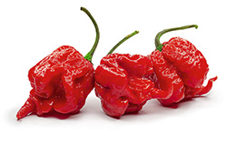 Chilli ‘Carolina Reaper’