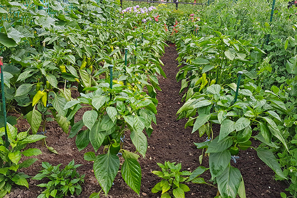 Paprika im Garten