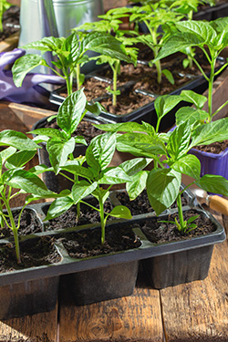 Anzucht von Paprika und Chili