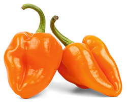 Orange Paprika