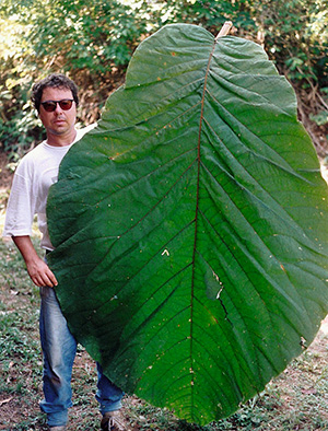 Gigantisches Blatt