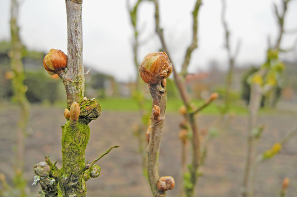 Rundknospen an Johannisbeeren