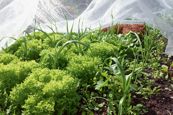 Gartentipp: Beginn der Gemüsesaison