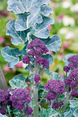 Purple Sprouting Early