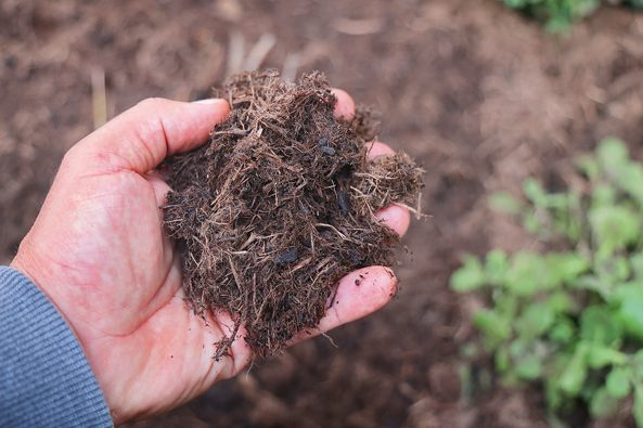Fasermulch zum Abdecken