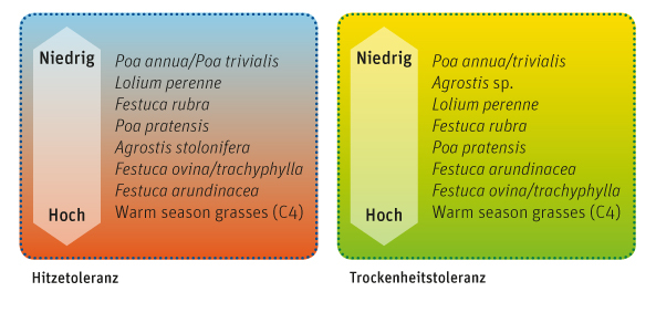 Hitze- und Trockenheitstolerante Gräser