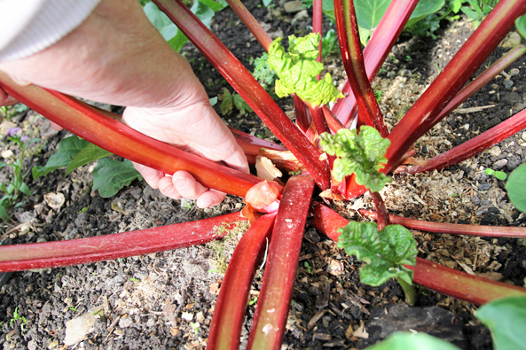 Mehrjähriges Gemüse im Garten