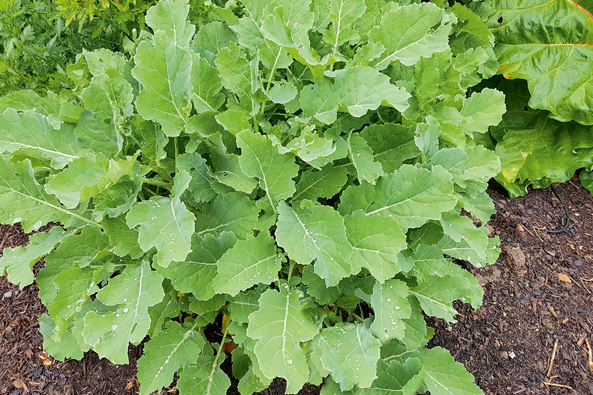 Ewiger Kohl