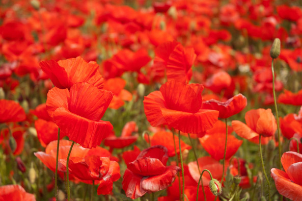 Blühender Klatschmohn