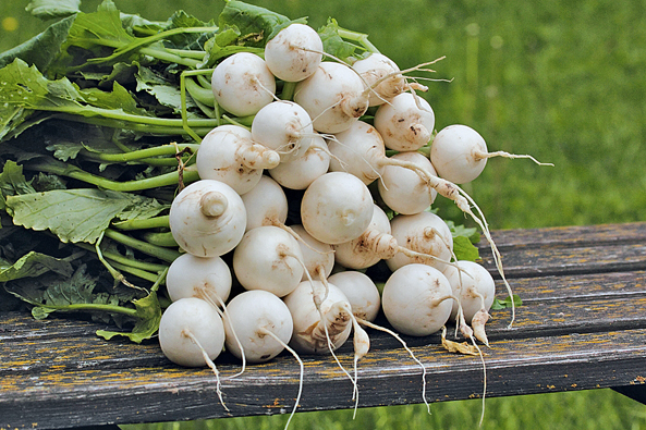 Mairüben – zart, knackig und aromatisch