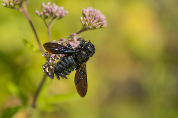 Wildbiene des Jahres 2024: Die Blauschwarze Holzbiene