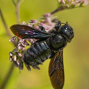 Blauschwarze Holzbiene