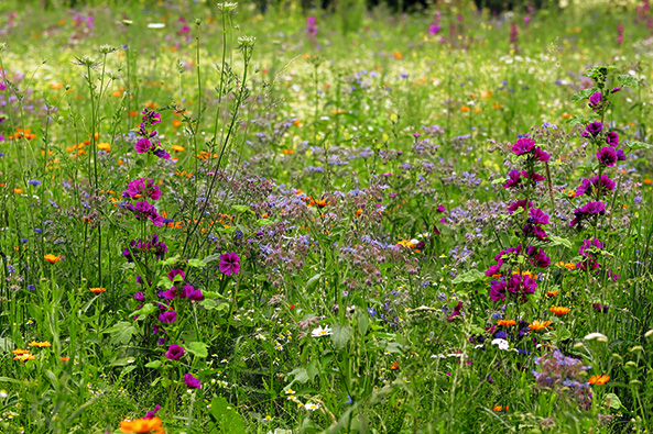 Magerwiesen und Blumenrasen