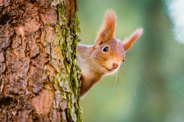 Eichhörnchen-Beobachter gesucht