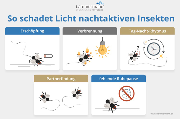 Licht schadet Insekten