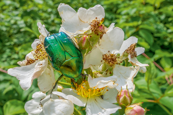 Insekten gesucht