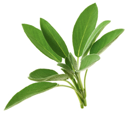 Salbei