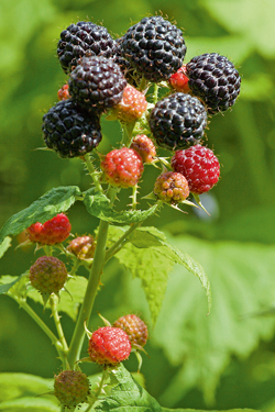 Himbeere ‘Black Juwel’