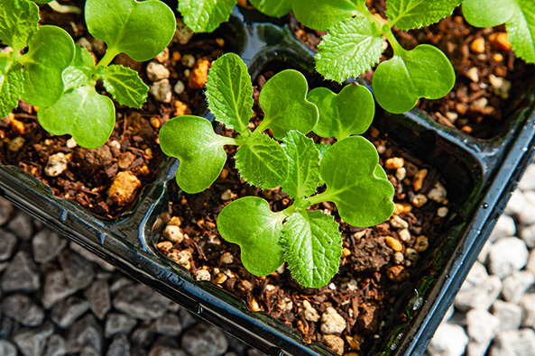 Aussaat von Chinakohl und Pak Choi