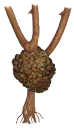 Bakterienkrebs