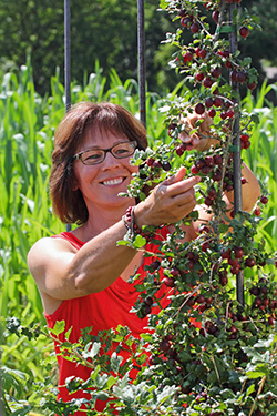 Stachelbeeren als schlanke Spindeln