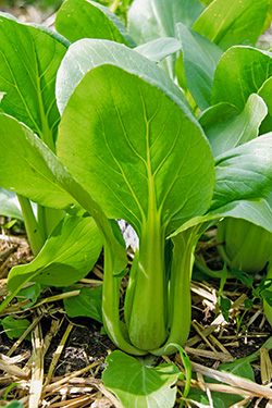 Pak Choi