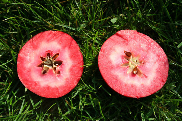 Rotfleischiger Apfel