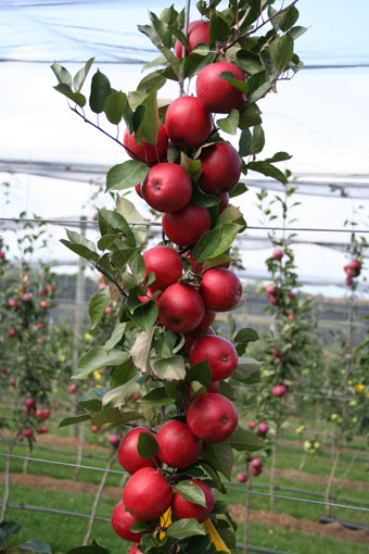 Rotfleischiger Apfel