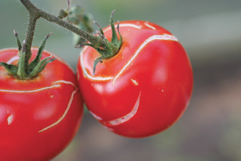 dünnscha­lige Tomaten­sorte