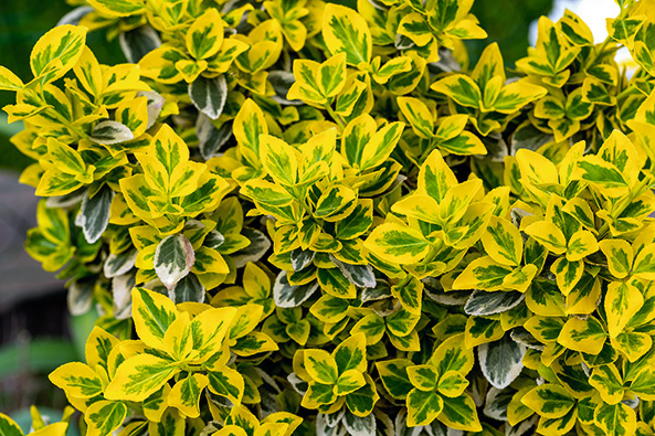 Kletter-Spindelstrauch ‘Emerald’n Gold’