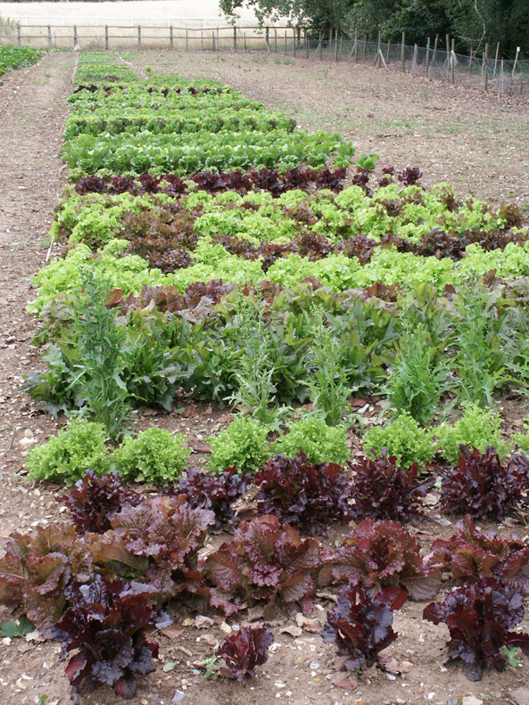 Salate anbauen