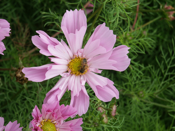 Blüte