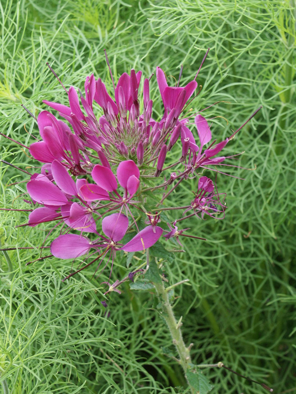 Blüte